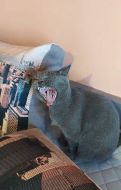 Спокойные будни Когтеврана