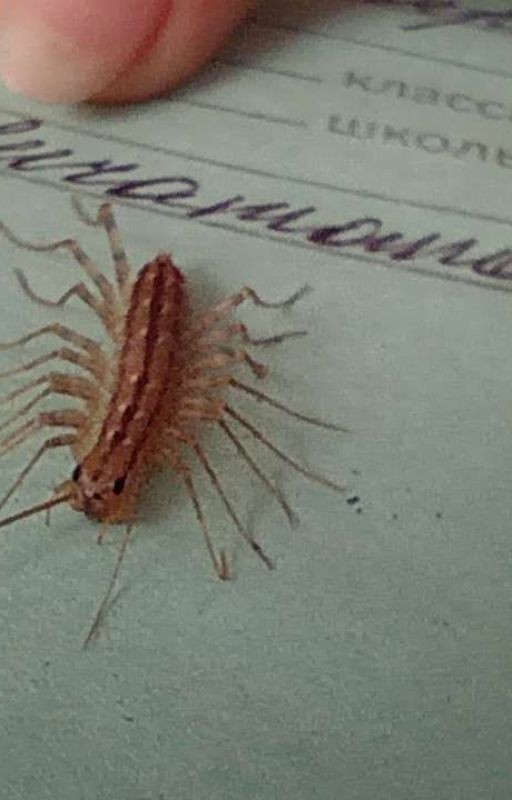 Школьные интриги