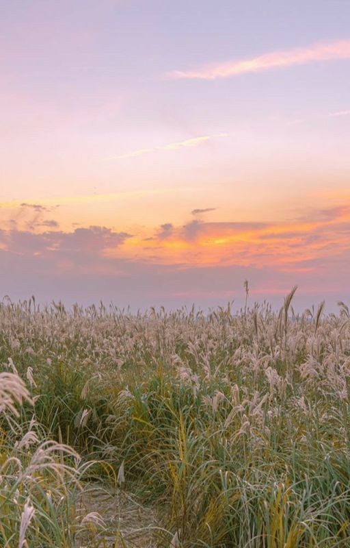 прекрасная летняя история