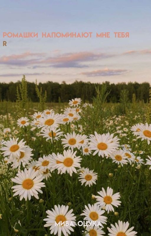 ромашки напоминают мне тебя