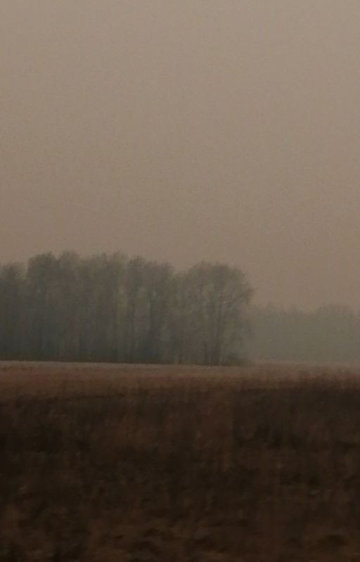 Колосья пшеницы