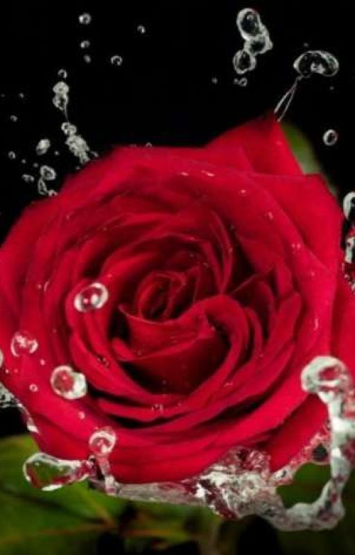 Мой любимый оборотень