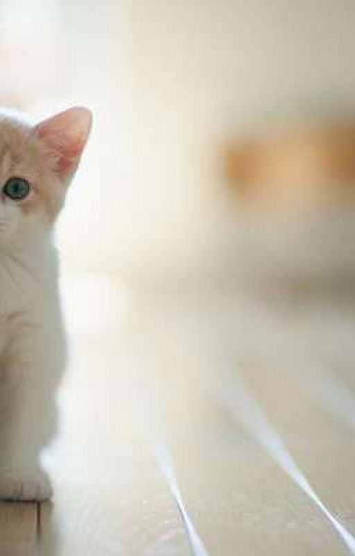 Лариса и Большая шишка