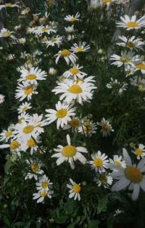 Грохот сквозь боль