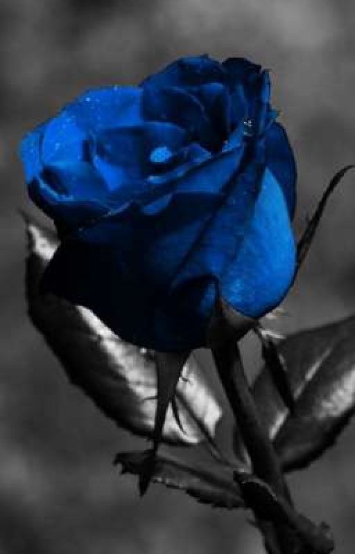 Великий из бродячих псов, история синей розы