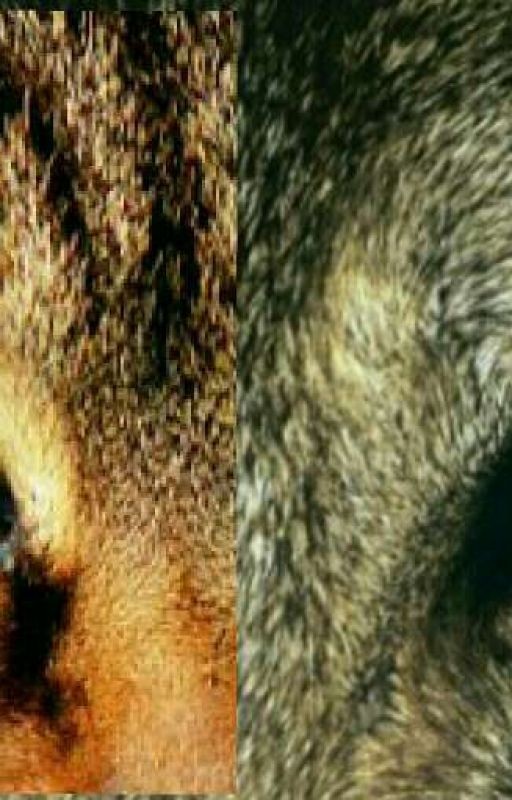 Коты-воители. Дружба вопреки закону