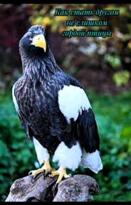 Как стать другом не очень гордой птицы