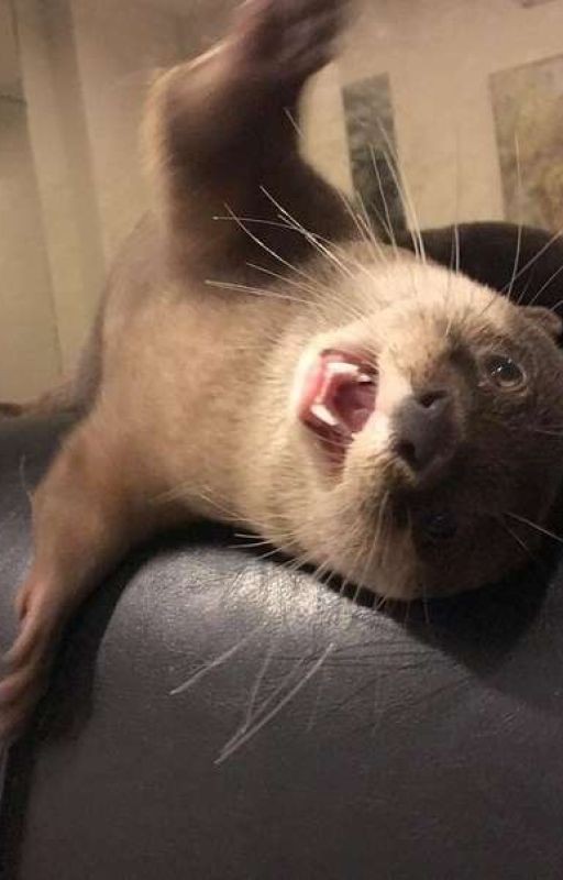 The Wizards Fashion ( Мода для волшебников )