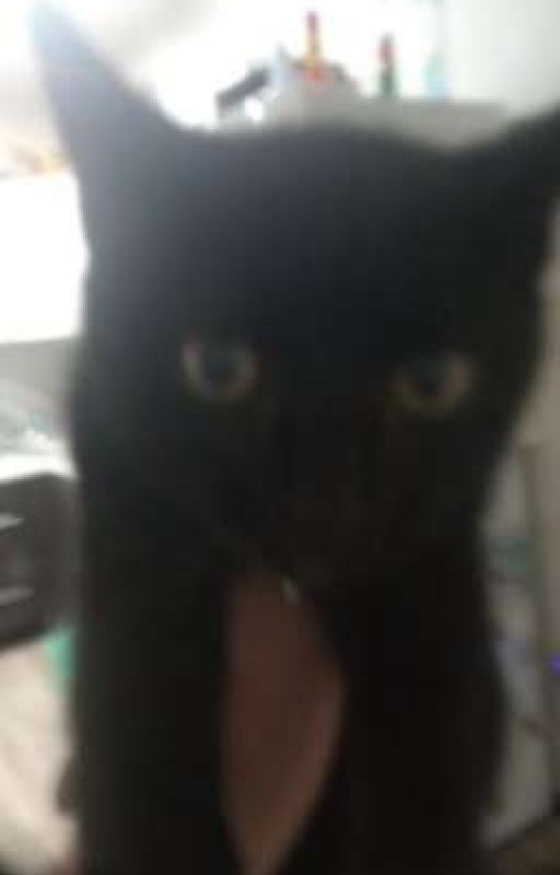 Приключения Чернушки