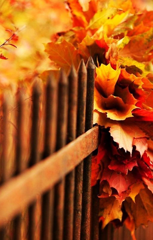 Загадай желание