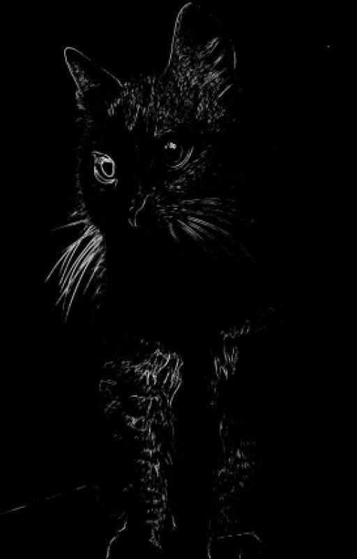 Коты и кошки