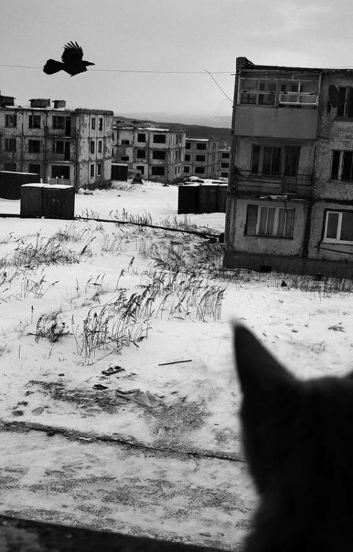 бездомным псам