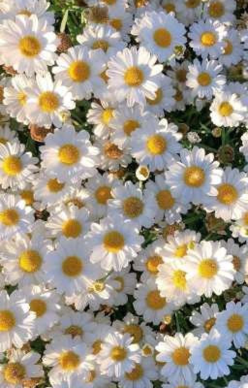 ромашка по имени ты