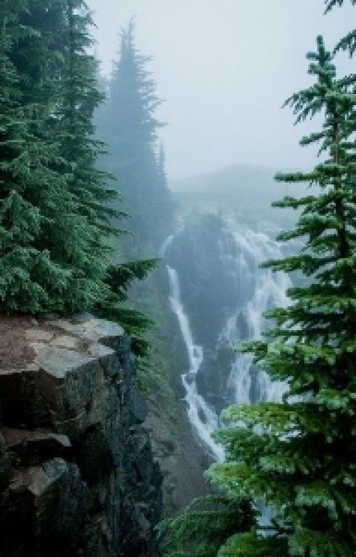 Тайна запретного леса