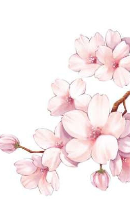 Цветущая сакура🌸