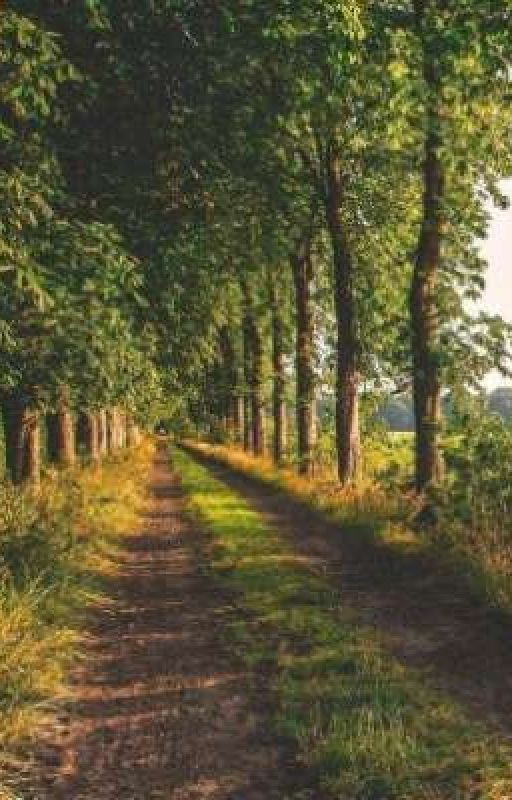 Сосны и ягоды