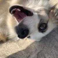owneixs