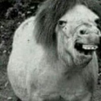 alifkaru