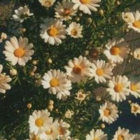 dayflowersshop