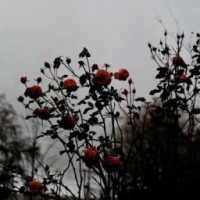 miss-fear