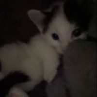 kitten1100