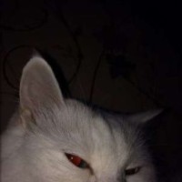 devochka-iz-snov