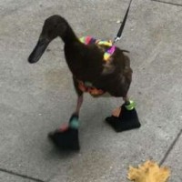 twisttter