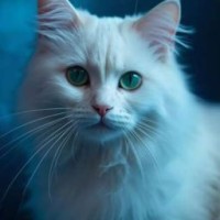 adelwhitecat