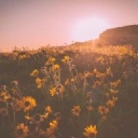 skeletonflower