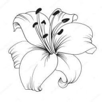 white-lilie