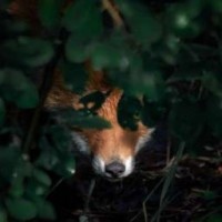 mirafox2018