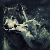 nastyawolf2001