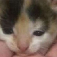 intochan