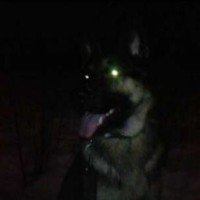 wildwolf2307