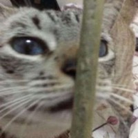 vigiqq