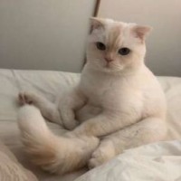 piterpencsha