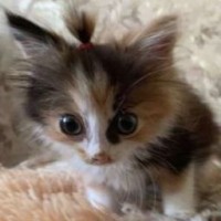 lilomchik