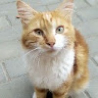 user74071550