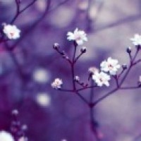 user26145155