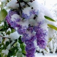 lilac-flame