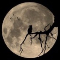 nikatwix