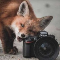 cofffeefox