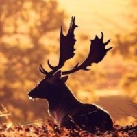 black1deer