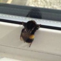 fibi-bee