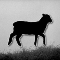 unnecessarysheep