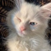 andreeva1111