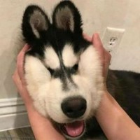 nineyliholl