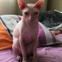 annagrexy