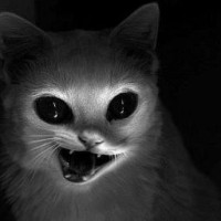 kotikvelvet