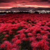 cherry-ford